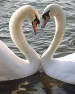 A far l'amore dove si va? di Laura Gioventù